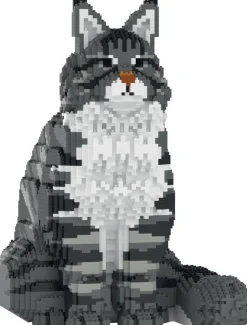 Jecka, Blocs De Construction - Chat Maine Coon Gris Assis