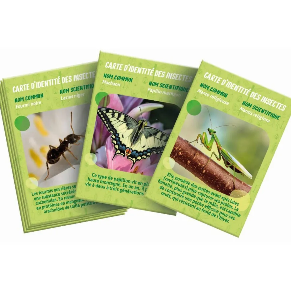 La maison des insectes
