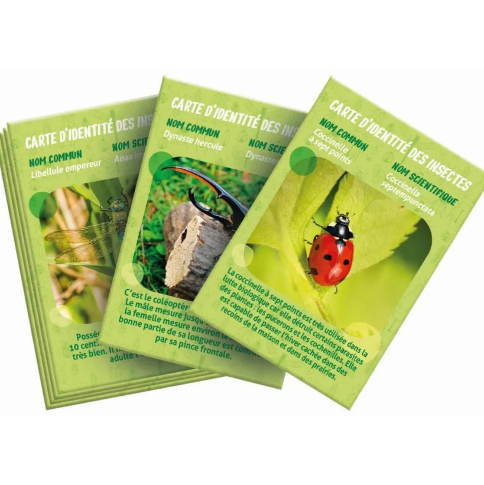 La maison des insectes