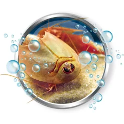 Mini Triops
